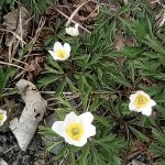 phoca_thumb_m_kytiky a ba 9 Fotogalerie